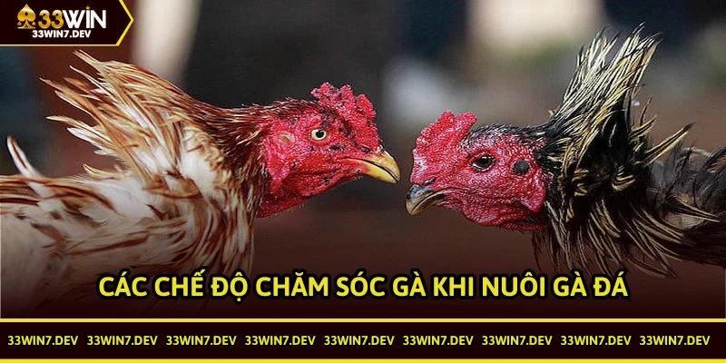 Các chế độ chăm sóc đi kèm sẽ giúp bạn nuôi gà đá dễ dàng hơn