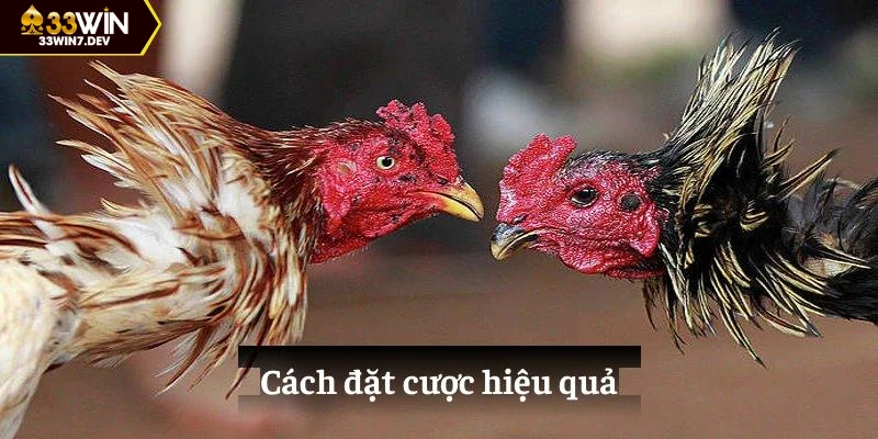 Cách đặt cược hiệu quả