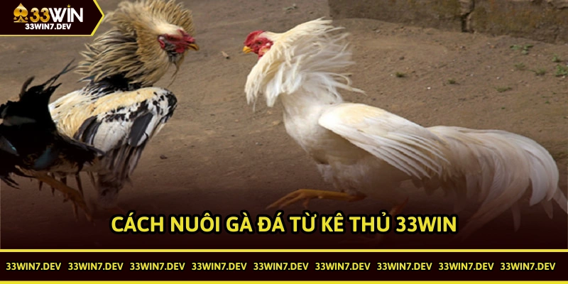 CÁCH NUÔI GÀ ĐÁ ĐƯỢC NHIỀU SƯ KÊ 33WIN QUAN TÂM