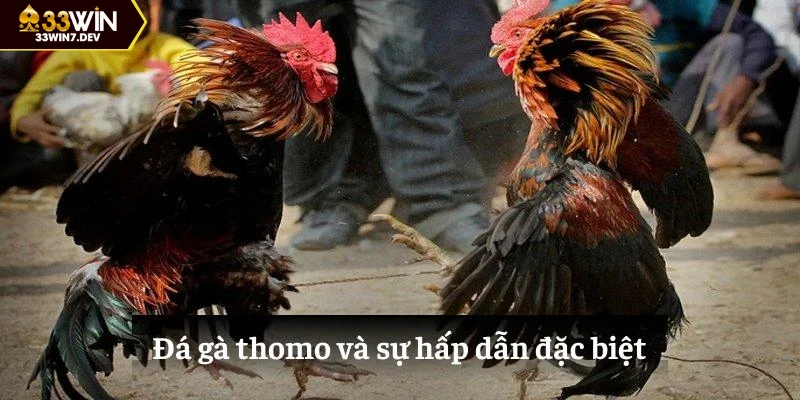 Đá gà thomo và sự hấp dẫn đặc biệt